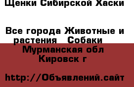 Щенки Сибирской Хаски - Все города Животные и растения » Собаки   . Мурманская обл.,Кировск г.